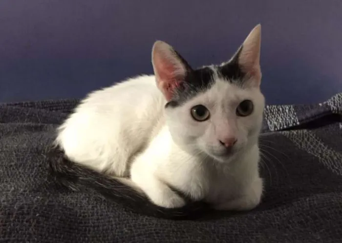 Gato ra a SRD idade 7 a 11 meses nome William
