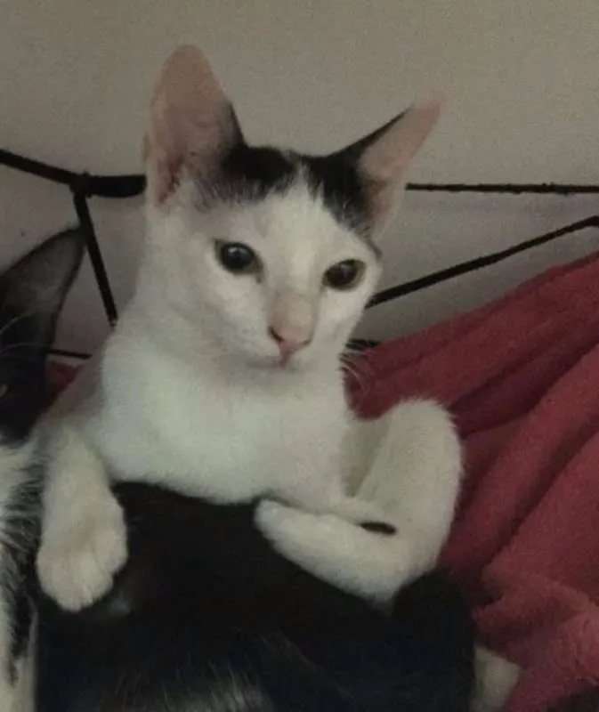 Gato ra a SRD idade 7 a 11 meses nome William