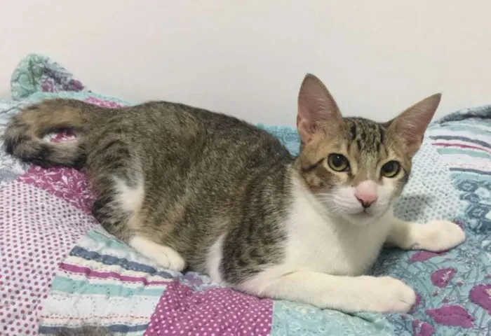 Gato ra a SRD idade 7 a 11 meses nome Pedro Henrique