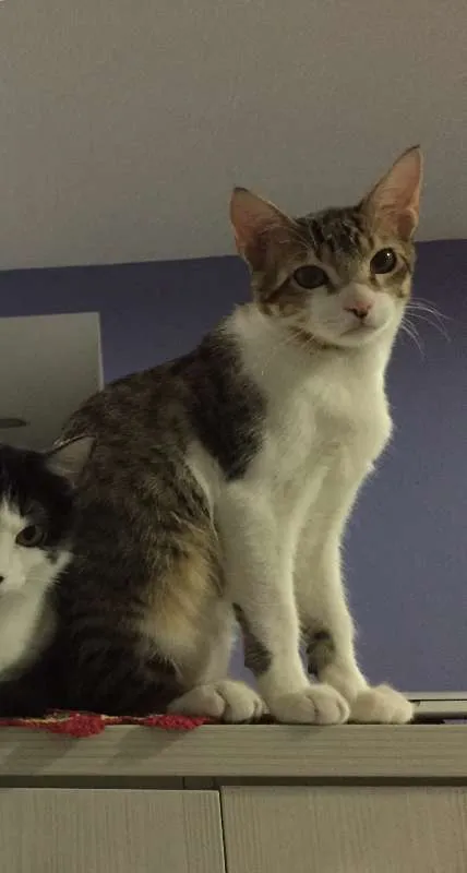 Gato ra a SRD idade 7 a 11 meses nome Pedro Henrique
