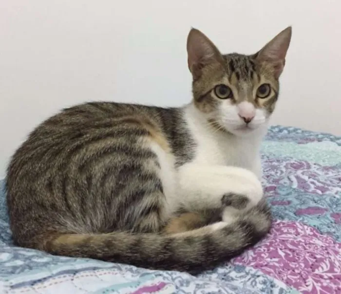 Gato ra a SRD idade 7 a 11 meses nome Pedro Henrique