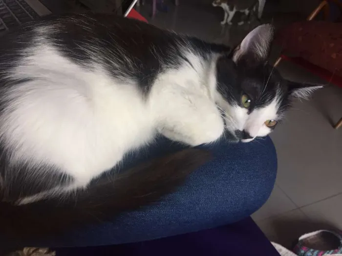 Gato ra a SRD idade  nome Julia
