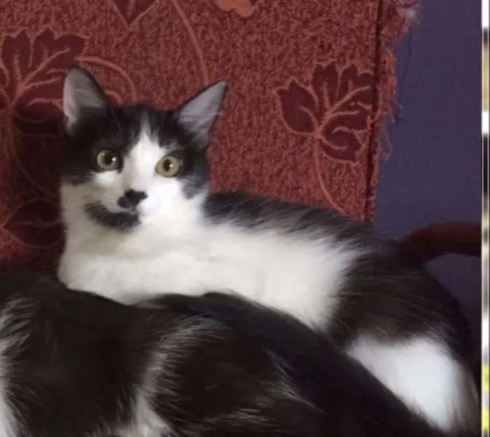 Gato ra a SRD idade  nome Julia