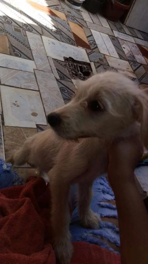 Cachorro raça Nao sei idade 2 a 6 meses nome Julinha 