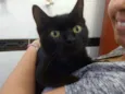 Palomita