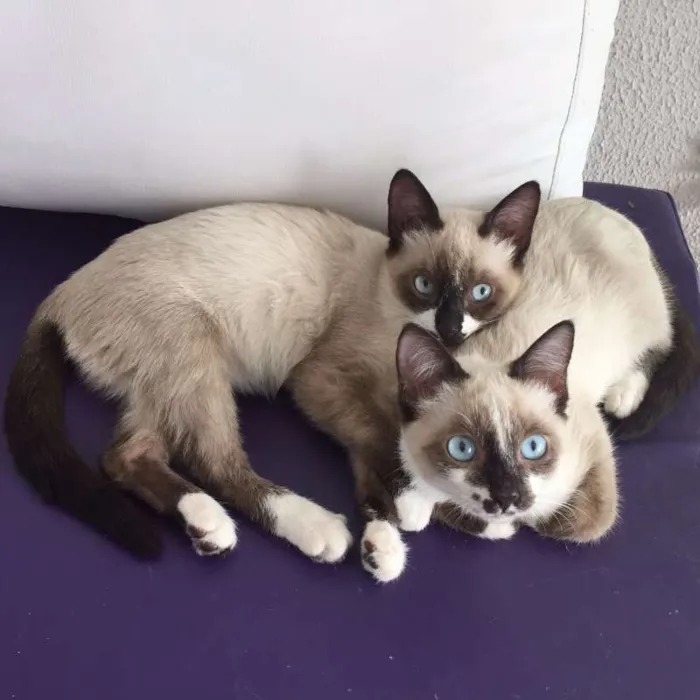 Gato ra a SRD idade 2 a 6 meses nome Geovana e AnaBeatriz