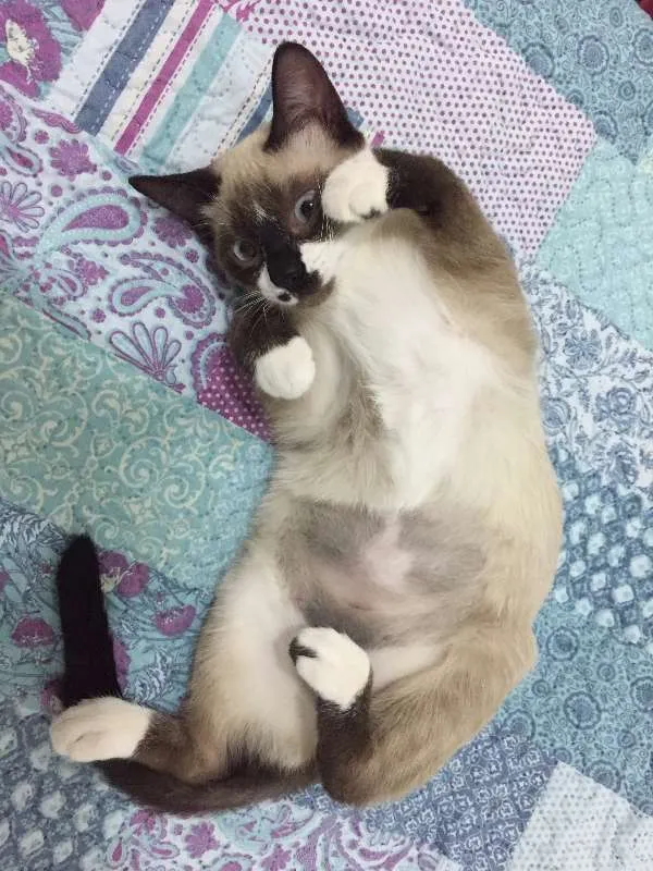 Gato ra a SRD idade 2 a 6 meses nome Geovana e AnaBeatriz