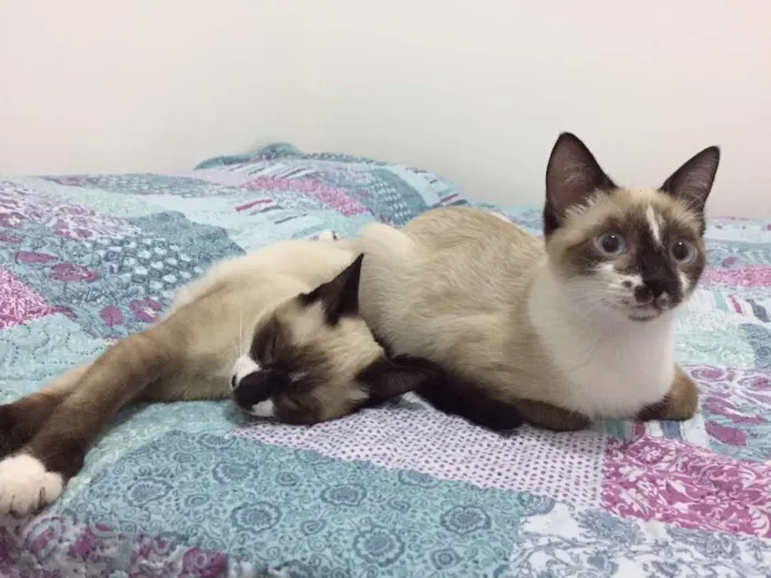 Gato ra a SRD idade 2 a 6 meses nome Geovana e AnaBeatriz