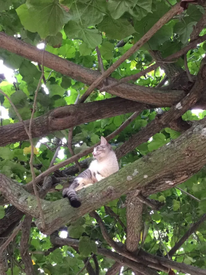 Gato ra a ? idade 2 a 6 meses nome Miúda