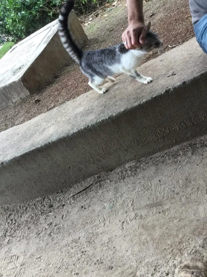 Gato ra a ? idade 2 a 6 meses nome Miúda