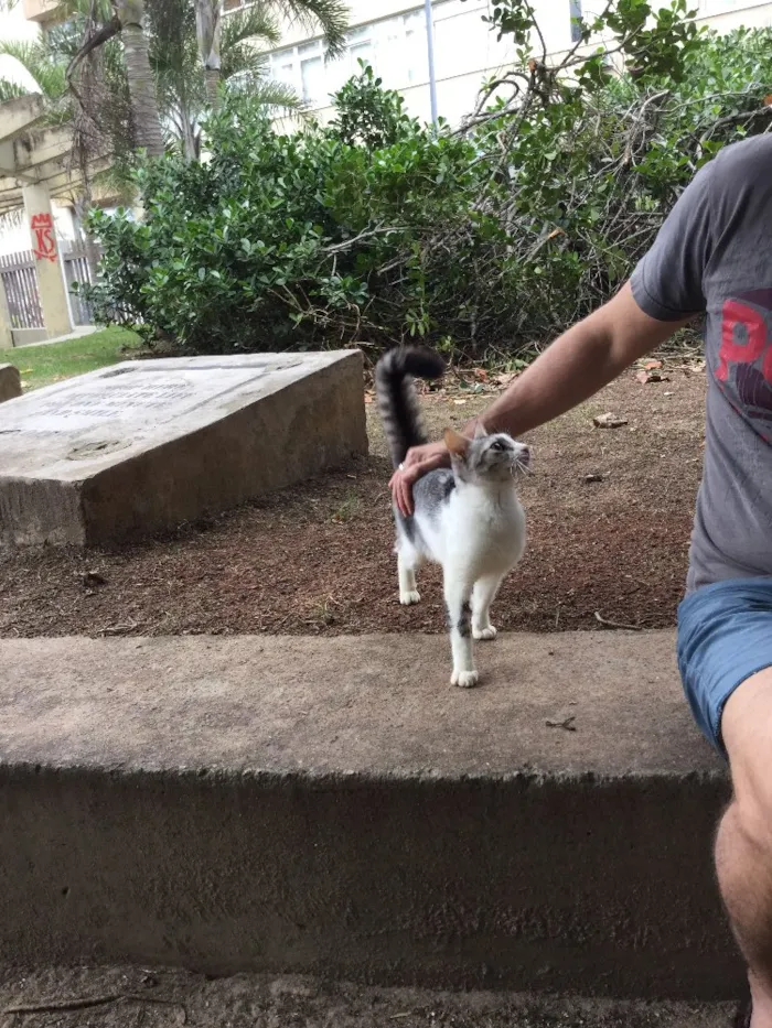 Gato ra a ? idade 2 a 6 meses nome Miúda