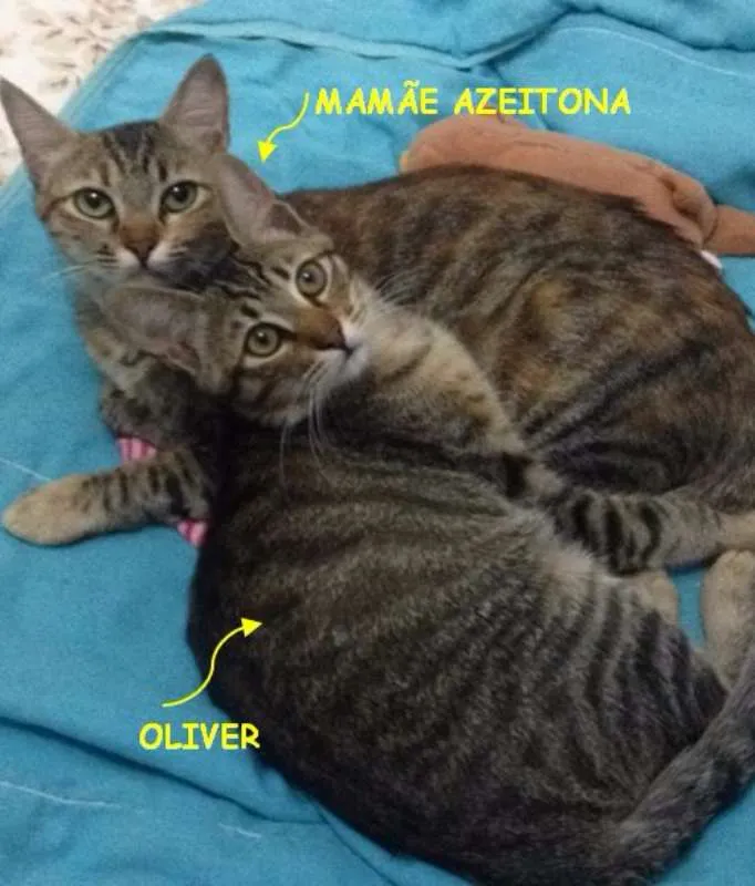 Gato ra a SRD idade 2 a 6 meses nome Oliver