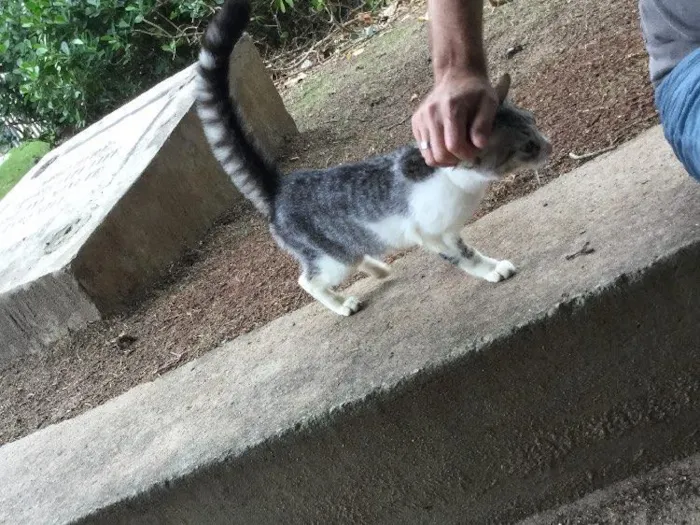 Gato ra a ? idade 2 a 6 meses nome Miúda