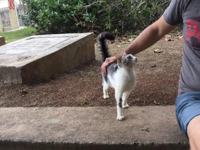 Gato ra a ? idade 2 a 6 meses nome Miúda