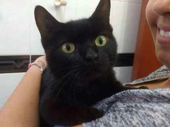 Gato ra a SRD idade 7 a 11 meses nome Palomita