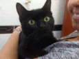 Palomita