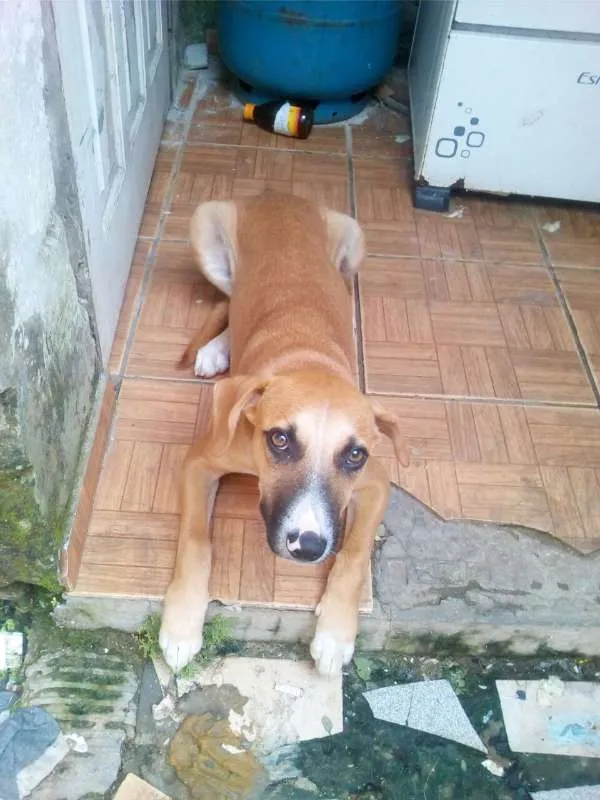 Cachorro ra a srd idade 7 a 11 meses nome Meg