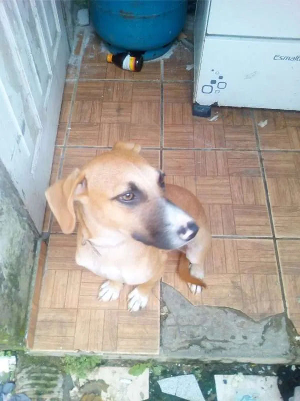 Cachorro ra a srd idade 7 a 11 meses nome Meg