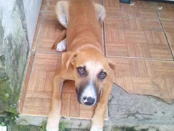 Cachorro ra a srd idade 7 a 11 meses nome Meg