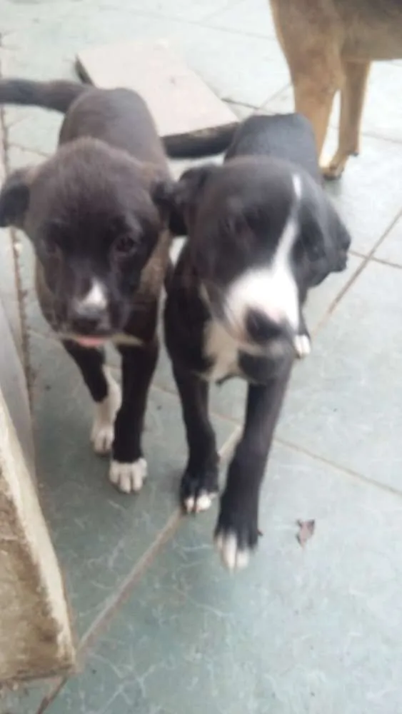 Cachorro ra a pastor alemão com vira lata idade 2 a 6 meses nome Mag e Poly 