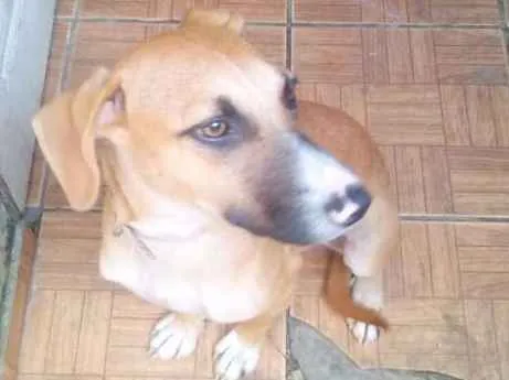 Cachorro ra a srd idade 7 a 11 meses nome Meg