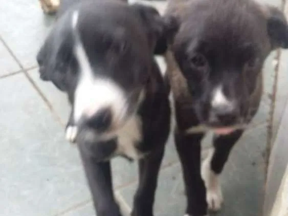 Cachorro ra a pastor alemão com vira lata idade 2 a 6 meses nome Mag e Poly 