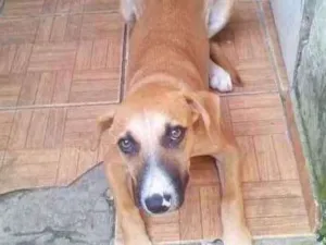 Cachorro raça srd idade 7 a 11 meses nome Meg