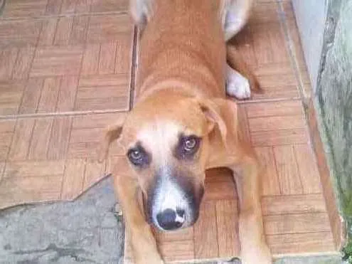Cachorro ra a srd idade 7 a 11 meses nome Meg