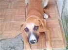 Cachorro raça srd idade 7 a 11 meses nome Meg