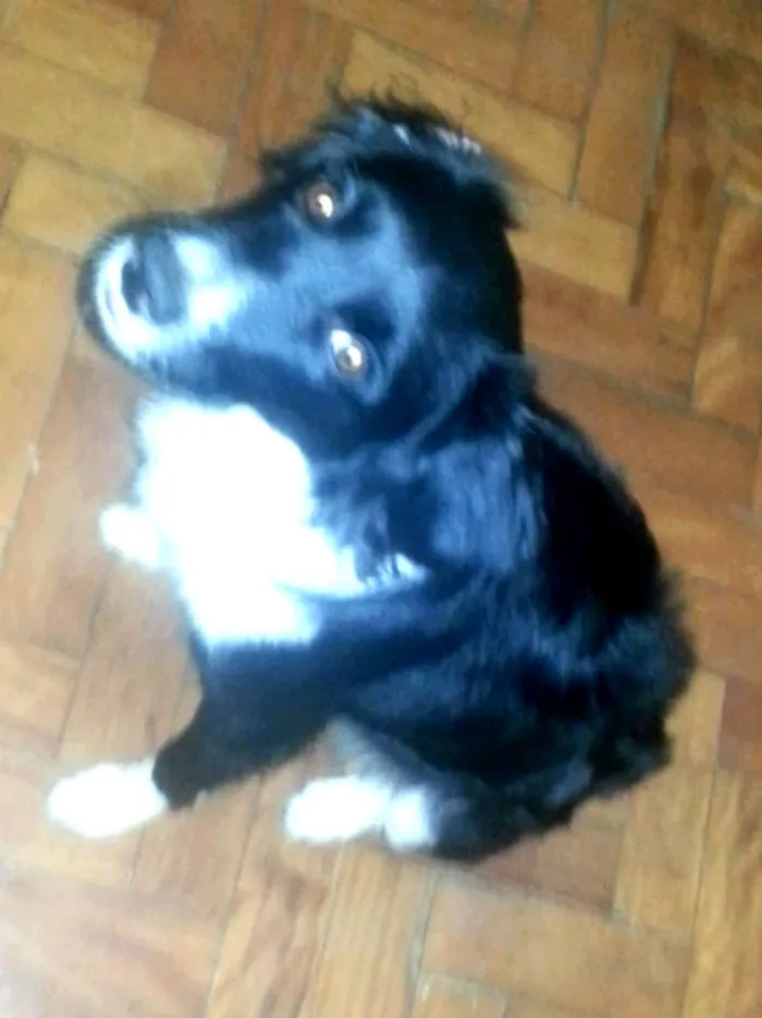 Cachorro ra a Indefinida idade 7 a 11 meses nome Tery
