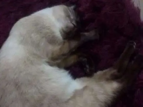 Gato ra a Siamês idade 2 anos nome Princesa