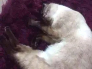 Gato raça Siamês idade 2 anos nome Princesa