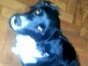 Cachorro raça Indefinida idade 7 a 11 meses nome Tery
