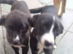 Cachorro raça pastor alemão com vira lata idade 2 a 6 meses nome Mag e Poly 