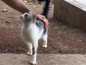 Gato raça ? idade 2 a 6 meses nome Miúda