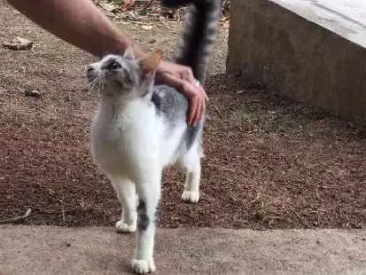 Gato ra a ? idade 2 a 6 meses nome Miúda