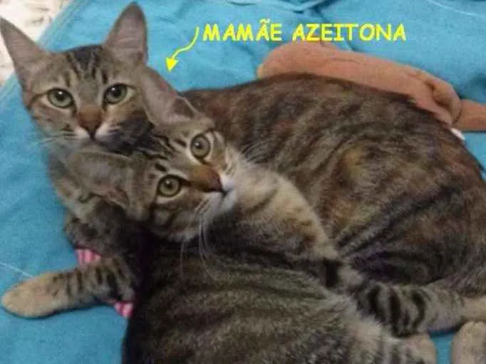 Gato ra a SRD idade 2 a 6 meses nome Oliver