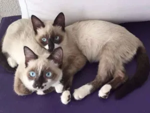 Gato raça SRD idade 2 a 6 meses nome Geovana e AnaBeatriz