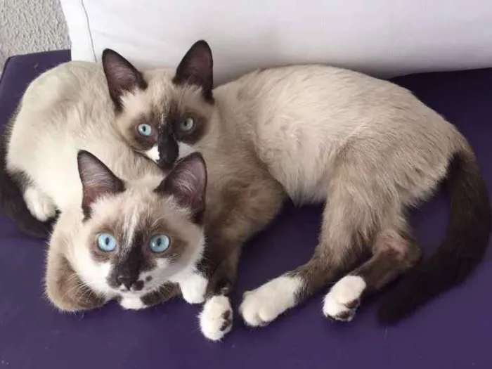 Gato ra a SRD idade 2 a 6 meses nome Geovana e AnaBeatriz