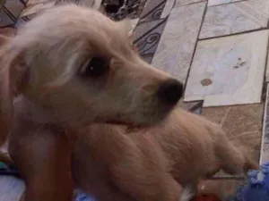 Cachorro raça Nao sei idade 2 a 6 meses nome Julinha 
