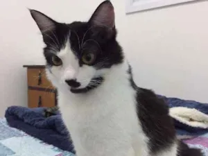 Gato raça SRD idade  nome Julia