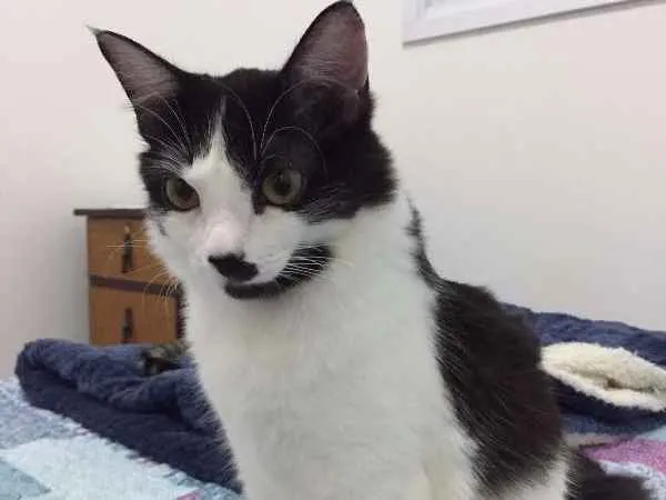 Gato ra a SRD idade  nome Julia
