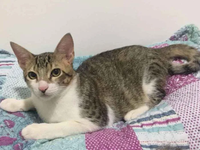 Gato ra a SRD idade 7 a 11 meses nome Pedro Henrique