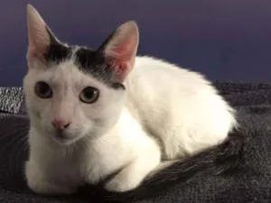 Gato raça SRD idade 7 a 11 meses nome William