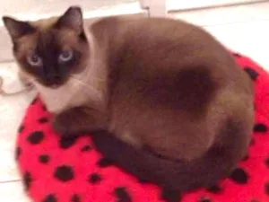 Gato raça SRD idade 3 anos nome Ozzy