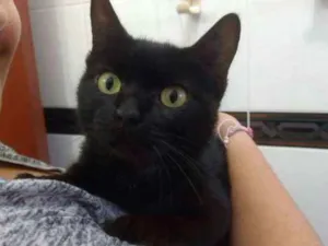 Gato raça SRD idade 7 a 11 meses nome Palomita