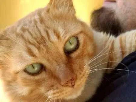 Gato ra a SRD idade 6 ou mais anos nome Pacato