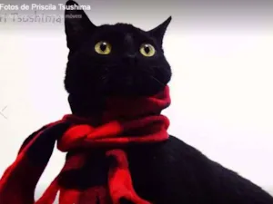 Gato raça SRD idade 2 a 6 meses nome Brownie