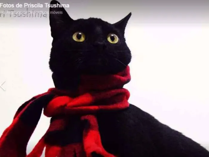 Gato ra a SRD idade 2 a 6 meses nome Brownie