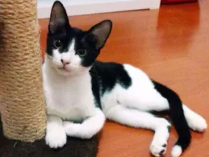 Gato raça SRD idade  nome Pepper